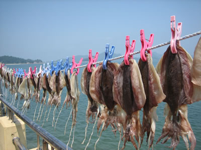 Tintenfisch trocknen in Südkorea